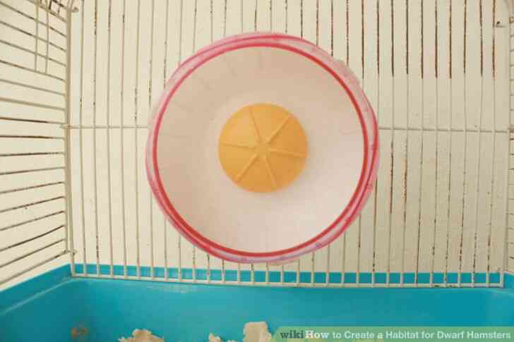 Image intitulée Créer un Habitat pour les Hamsters Nains Étape 7